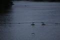  Ecluse Evry et bords de seine  - Les Oiseaux Ecluse d evry 439